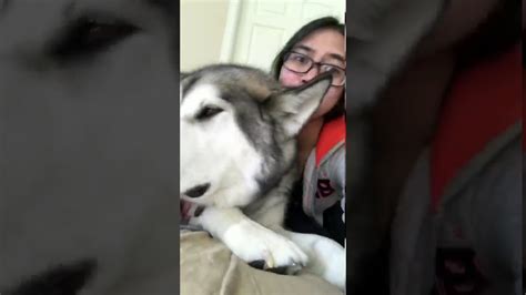 Yet, he still looks like he cannot accept him as a member of the family for the time being. . Life with malamutes youtube